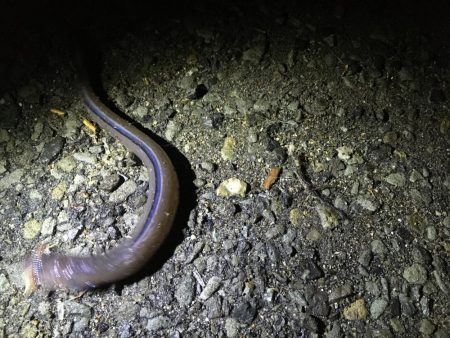 アナゴとコウイカ